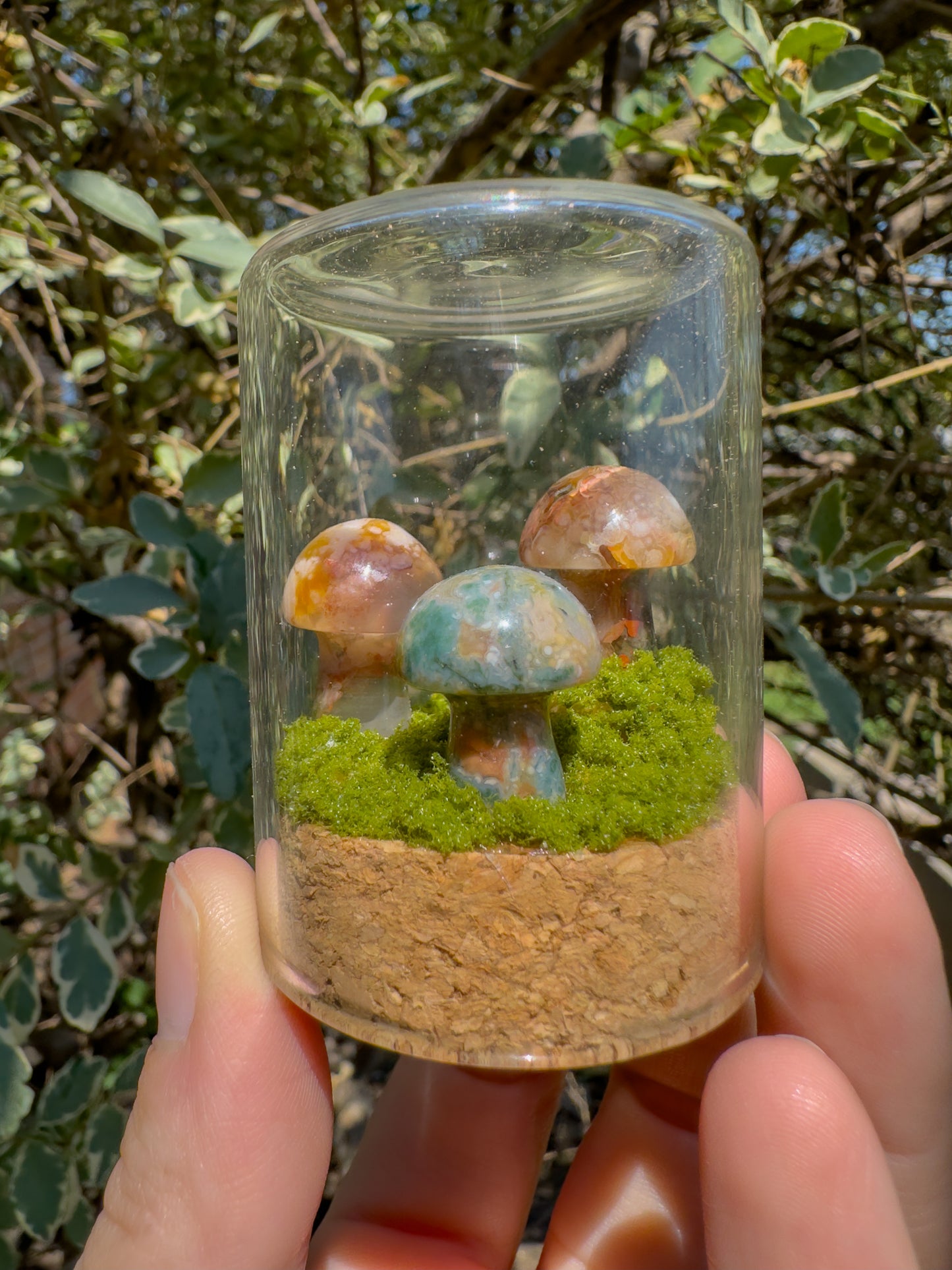 Large Mushie Terrarium